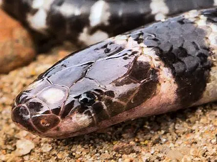 Australia has a brand new deadly creature, but it might not be around for long