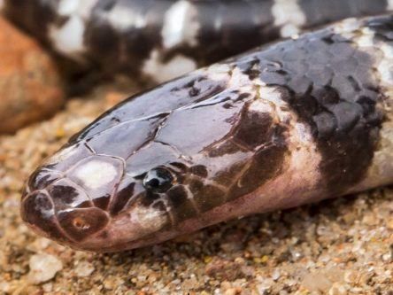 Australia has a brand new deadly creature, but it might not be around for long