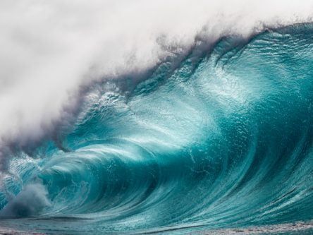 Baby sea snails are the smallest of surfers, for good reason