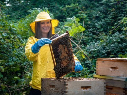 Irish heather honey ‘comparable to manuka honey’ in antioxidant properties