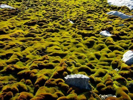 Research shows climate change is damaging Antarctica’s ancient moss