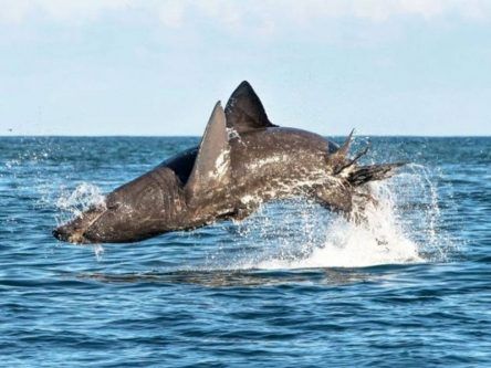 Study reveals basking sharks can jump just as high as great whites