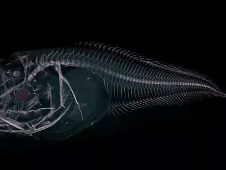 Scientists discover ghostly new fish in the depths of the Pacific