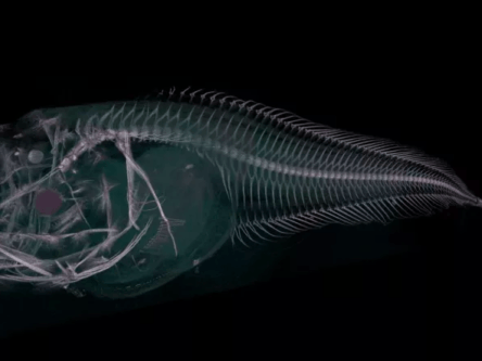 Scientists discover ghostly new fish in the depths of the Pacific