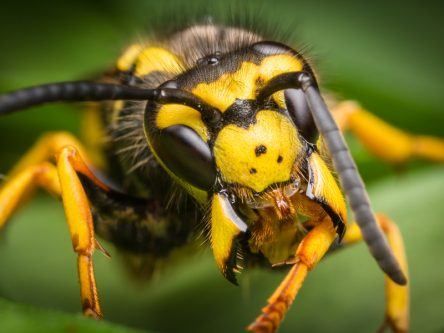 Scientists say wasps don’t deserve their bad reputation