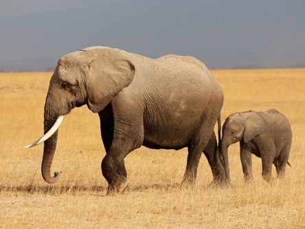 DNA testing could help identify who is killing Africa’s elephants