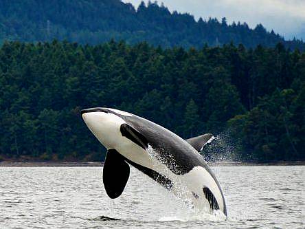 Toxic PCB chemicals threaten half the planet’s killer whales