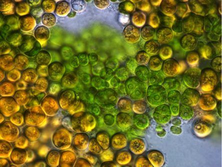 Rural regions could get massive energy boost with algae breakthrough