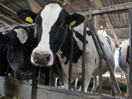 Dairymaster signs €2m R&D deal to bring IoT and AI to the farm