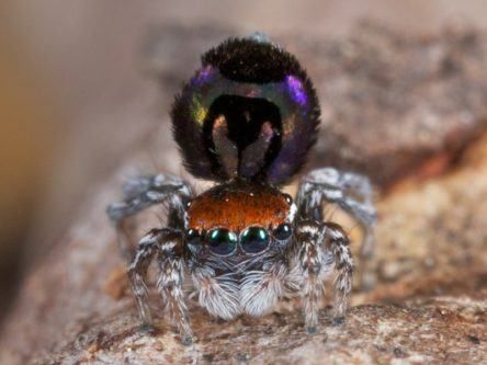 Tiny spider with a rainbow back could spawn wealth of optical technologies