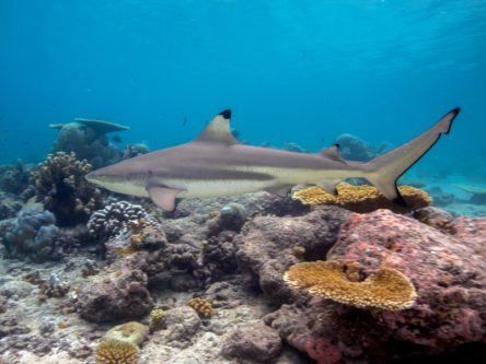 Nokia unveils new ReefShark chipsets as part of 5G strategy