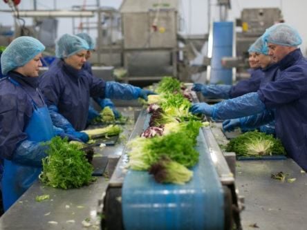Automate or die: How a vegetable company embraced technology to survive
