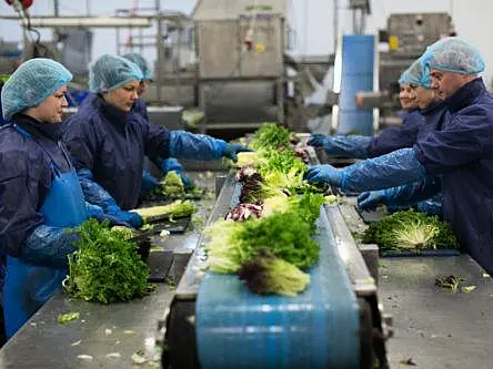 Automate or die: How a vegetable company embraced technology to survive