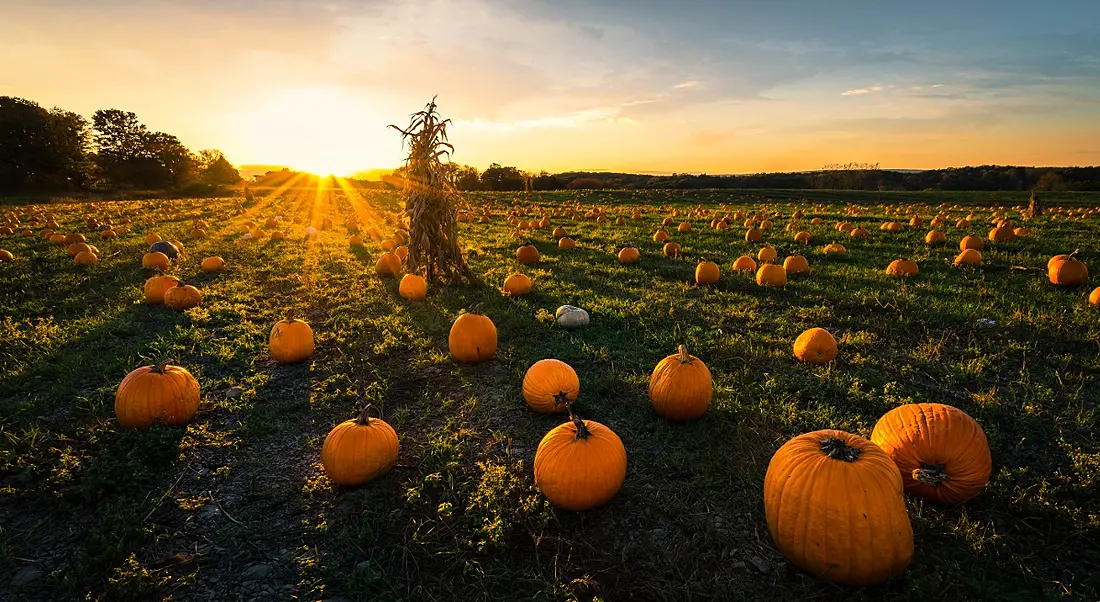 A sun rising over a green field dotted with pumpkins of various shapes and sizes on a crisp, clear autumn morning.