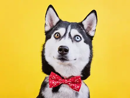 ‘Who’s a clever boy?’ Not your dog, according to new research