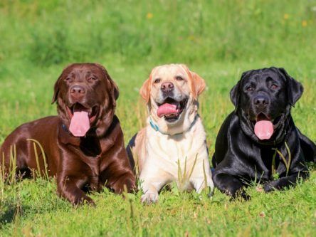 A Labrador dog’s colour could be linked to a lower life expectancy