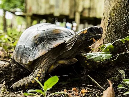 More than 60pc of the planet’s animals have been wiped out by humans