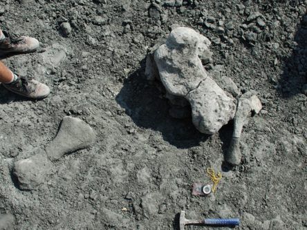 Bones of gigantic mammal-like creature a ‘once-in-a-lifetime discovery’