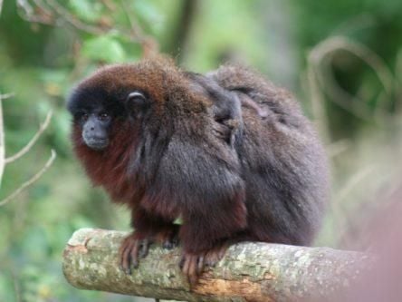 DNA of ‘bizarre’ extinct Jamaican monkey traced back to unexpected origin