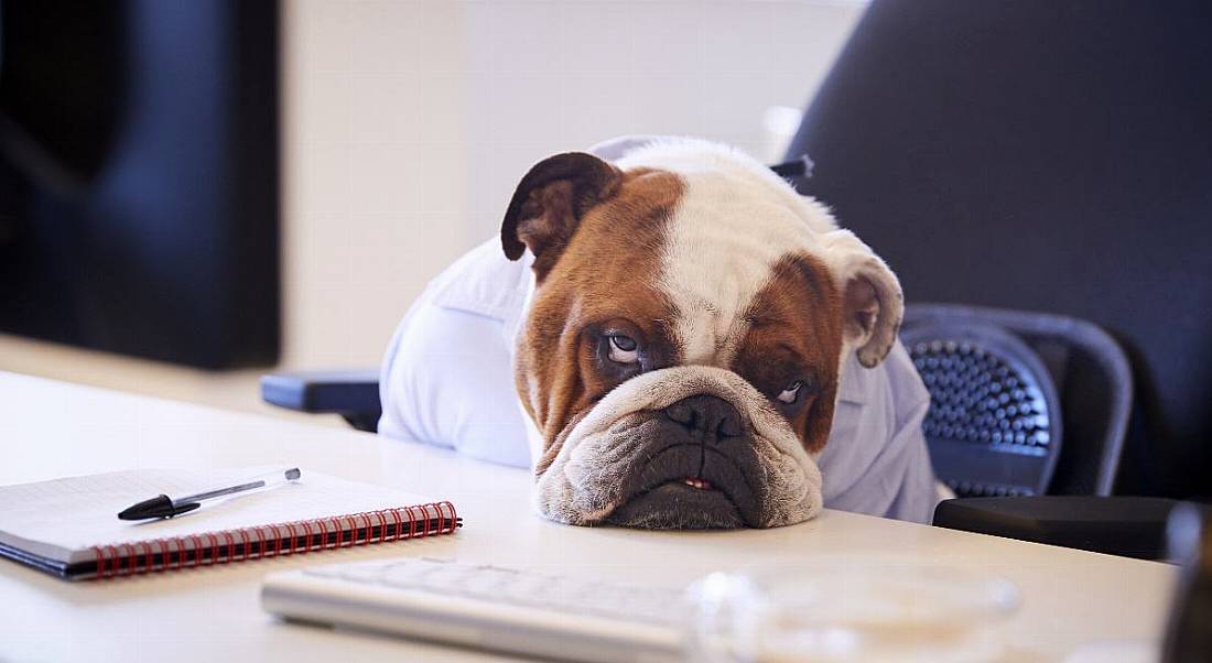 A bulldog at a desk with a notebook on it. His head is resting on the desk and he looks like he might die of boredom.