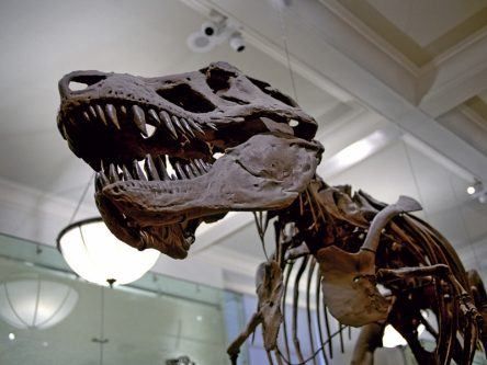 How did the biggest dinosaurs stay cool? With built-in air conditioning