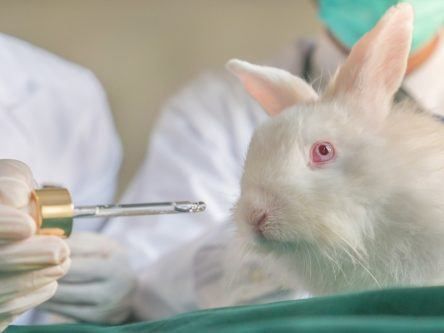 New algorithm could save thousands of animals from toxic testing