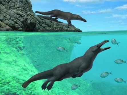 Truly bizarre ancient four-legged whale discovered off coast of Peru