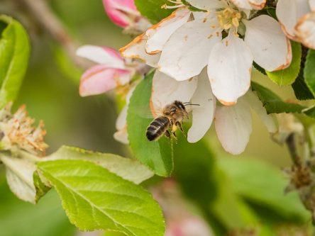 ApisProtect and Inmarsat develop early warning system to save the bees