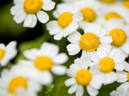 Scientists discover a cancer-fighting substance in a common wildflower