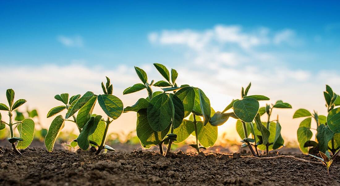 View of nascent plants sprouting out of the earth in an expansive field on a clear day with a sunrise.