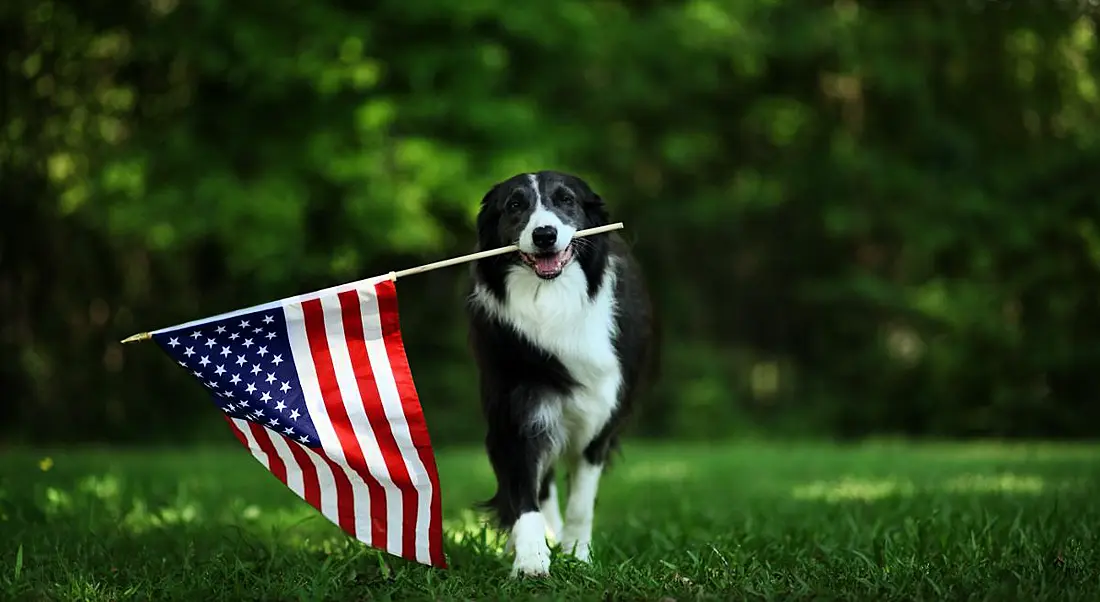 Happy border collie carrying a US flag in its mouth walking across green field.