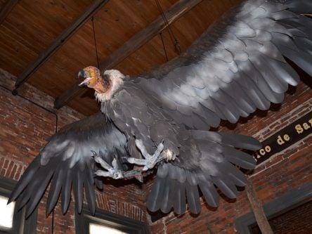 Remains of gigantic prehistoric condor discovered in Argentina