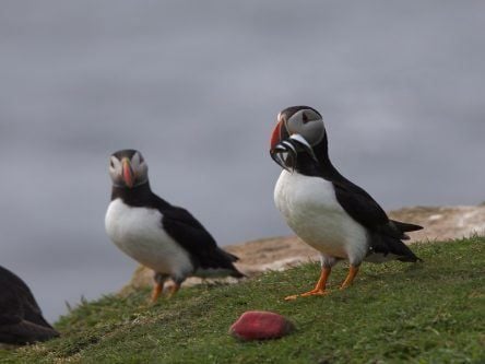 Irish puffins ditch flying altogether when foraging for food