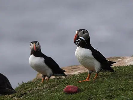 Irish puffins ditch flying altogether when foraging for food