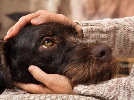 10 minutes of petting cats and dogs can significantly reduce stress