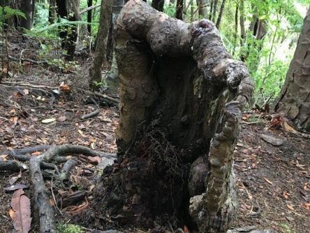 Zombie tree stump may have uncovered existence of vast ‘superorganism’