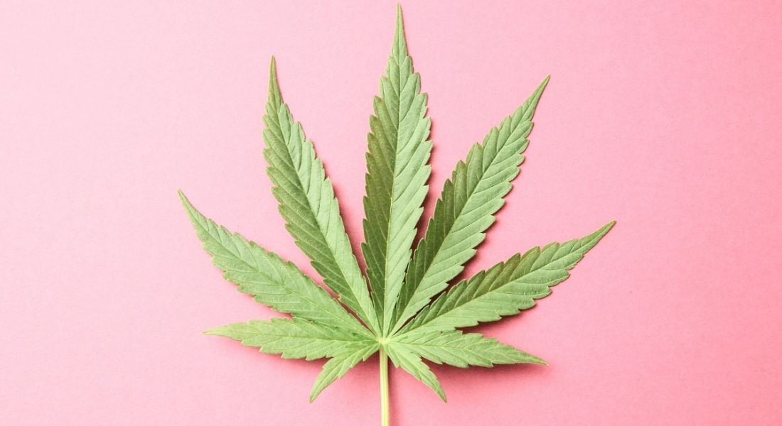 View of a green cannabis leaf and its fronds against a bright bubblegum pink background.
