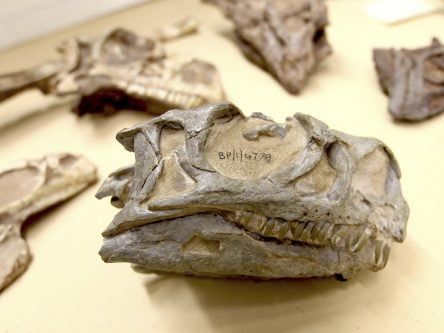 Dinosaur hidden in plain sight could rewrite history of the Jurassic era