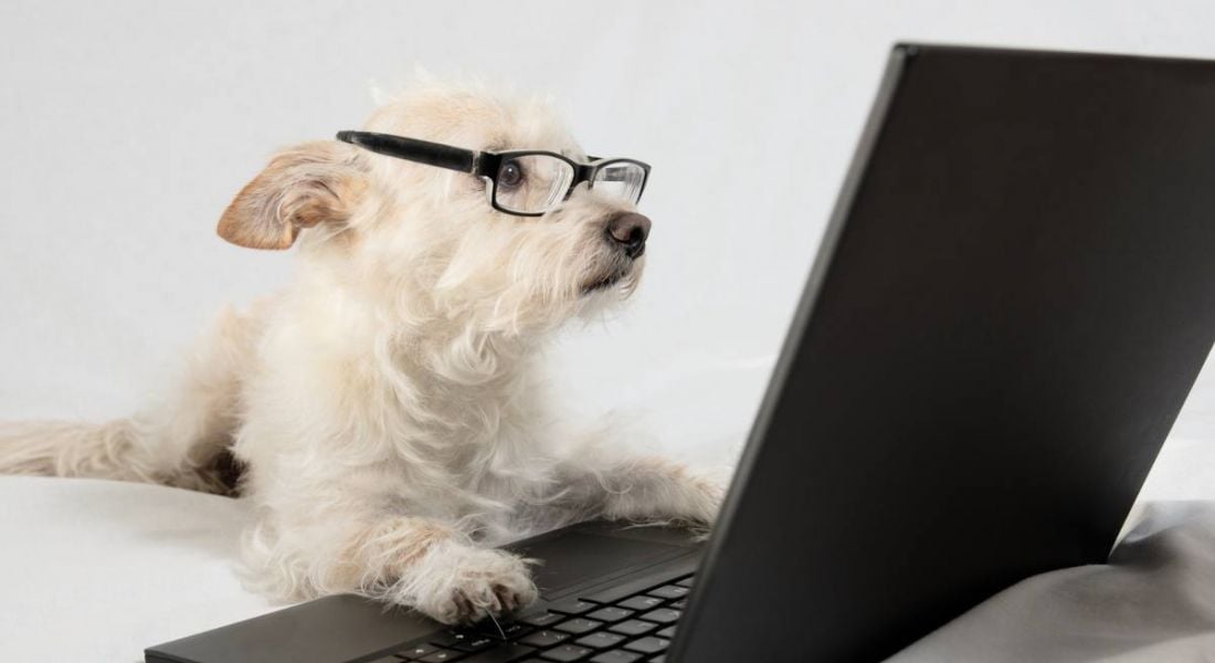 small white dog with black glasses perched on his nose looking at a black laptop inquisitively.