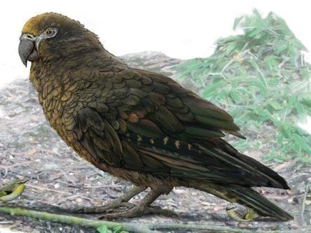 World’s largest prehistoric parrot may have been a cannibal