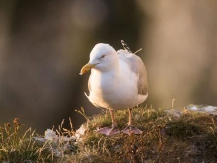 Stare down seagulls to protect your lunch, say scientists
