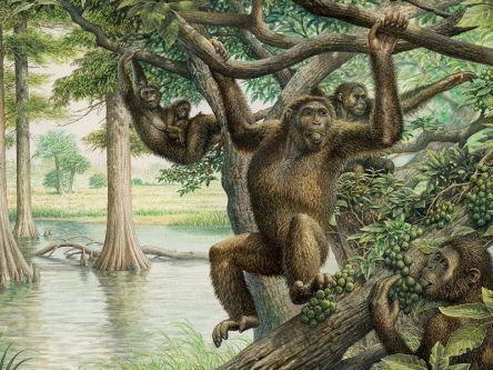 Rare 10m-year-old fossil discovery potentially rewrites human evolution