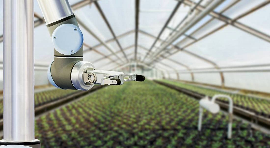 Photo of a machine working in a greenhouse, above rows of crops.