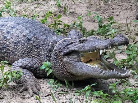 Scientists have discovered a new species of crocodile