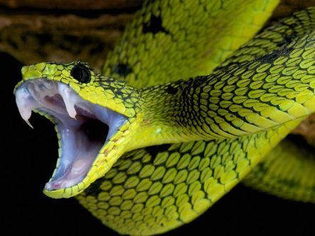 What makes a king cobra bite deadlier than an adder’s? Its diet
