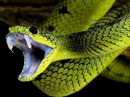 What makes a king cobra bite deadlier than an adder’s? Its diet