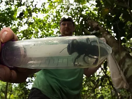 Researchers abuzz as world’s biggest bee is rediscovered in Indonesia