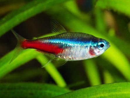 Fish inspires new camouflage material that can quickly morph colour