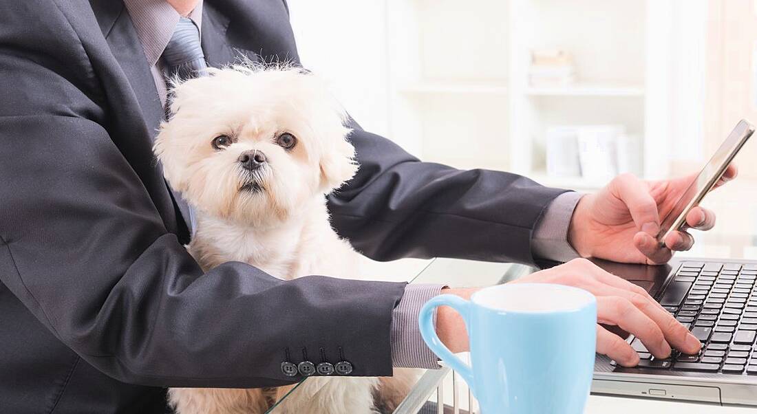 A small fluffy white dog sitting in the lap of a man in a suit working at a laptop.