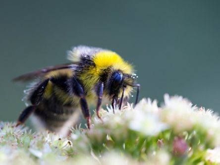 Unexpected queen bumblebee discovery could help us save multiple colonies